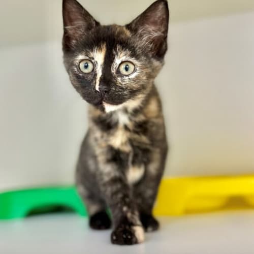Mia