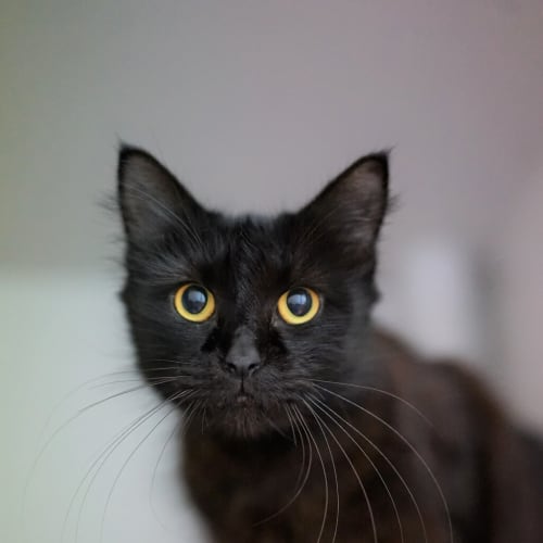 Suki