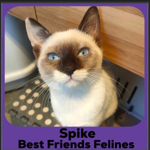 Spike 