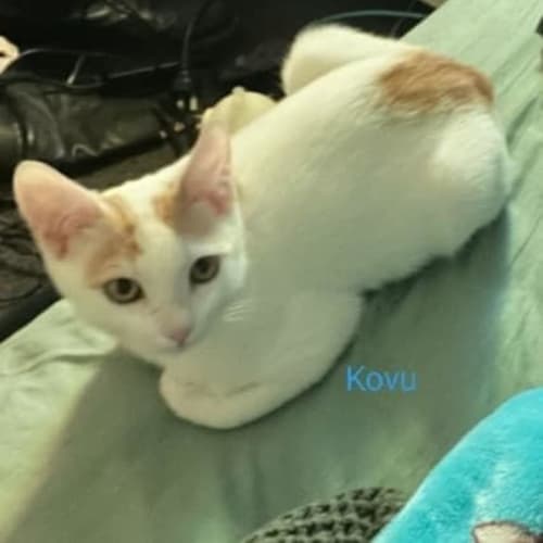 Kovu