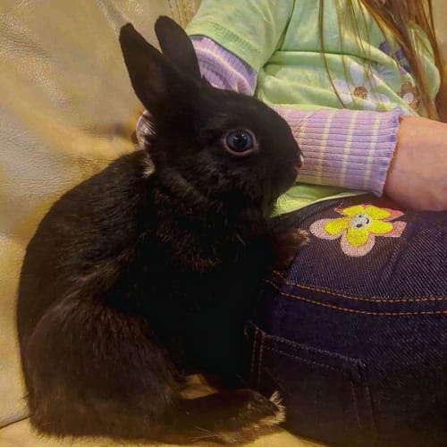 🐰Thor🐰 (Located in Mount Evelyn)