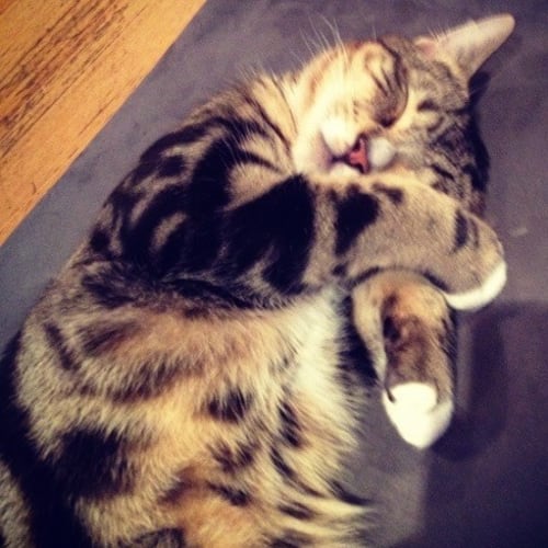 No photo for Milo