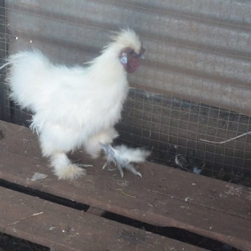 No photo for Flapper