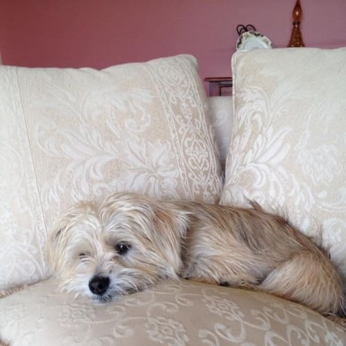 No photo for Milo