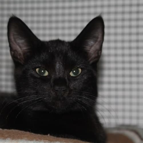 No photo for Artemis