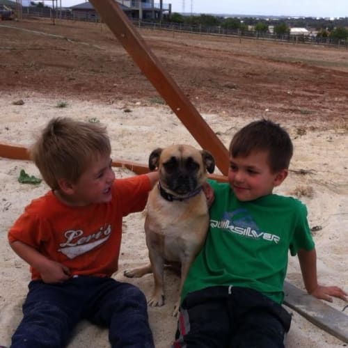 Munchkin - Pug cross-