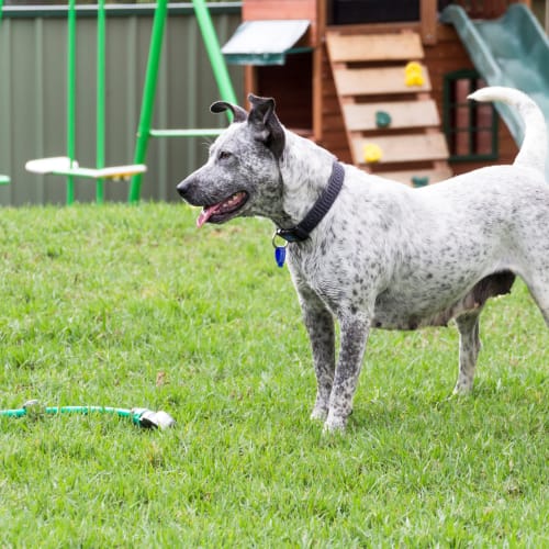 Noelle (Adopted by foster carer 5/10/14)