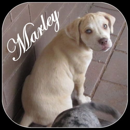 Marley