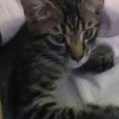 No photo for Squeak