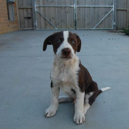 No photo for Puppy (M1)