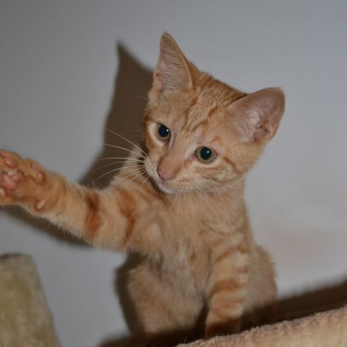 No photo for Jaffa(nc256)