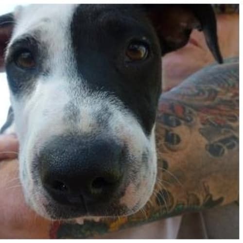No photo for Pirate *Adoption In Progress*