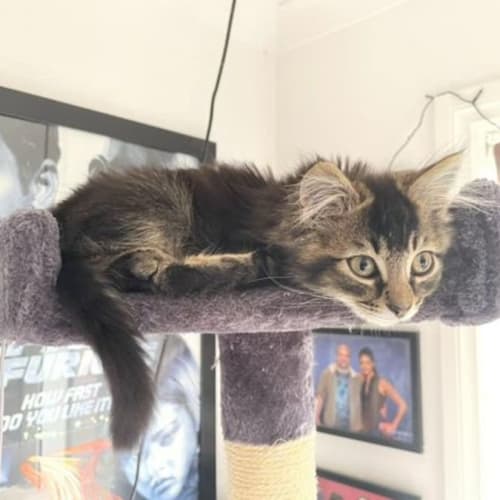 Lawrence**2nd Chance Cat Rescue**