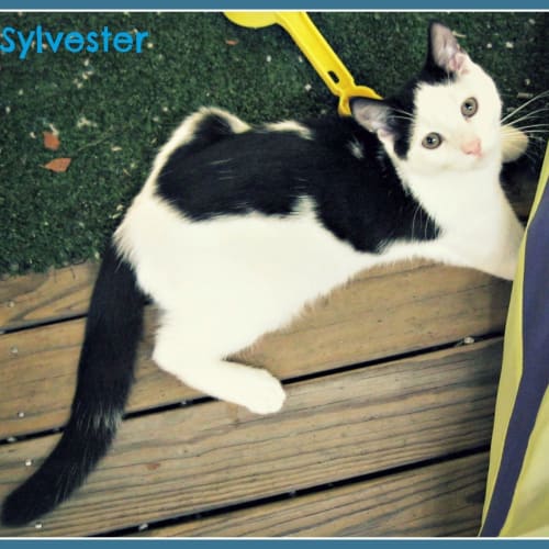 Sylvester