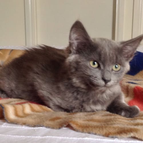 No photo for Smokey