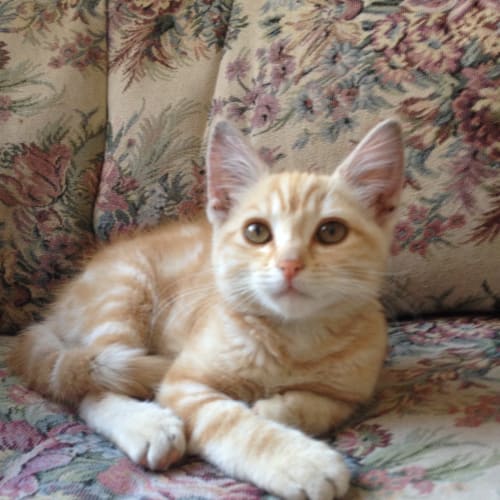 No photo for Kiara (Dog Friendly Kitty!) *Applications Pending*
