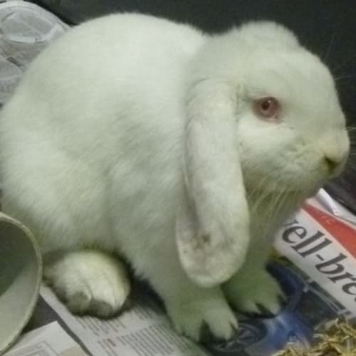 No photo for Binky 784391