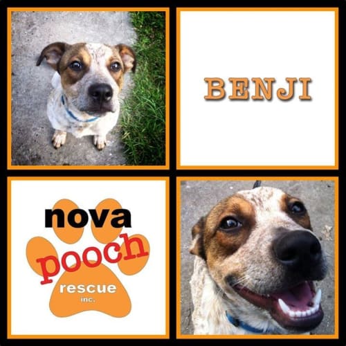 No photo for Benji