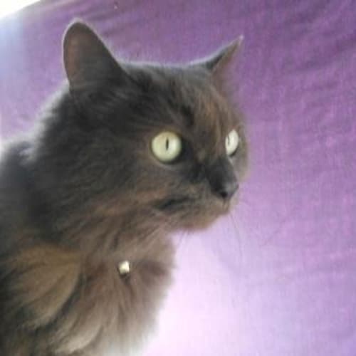 No photo for Scruffy
