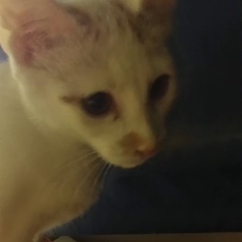 Princess Dotty Beans