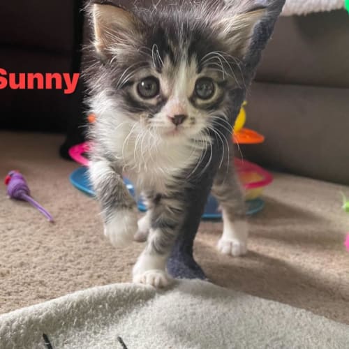 Sunny**2nd Chance Cat Rescue**