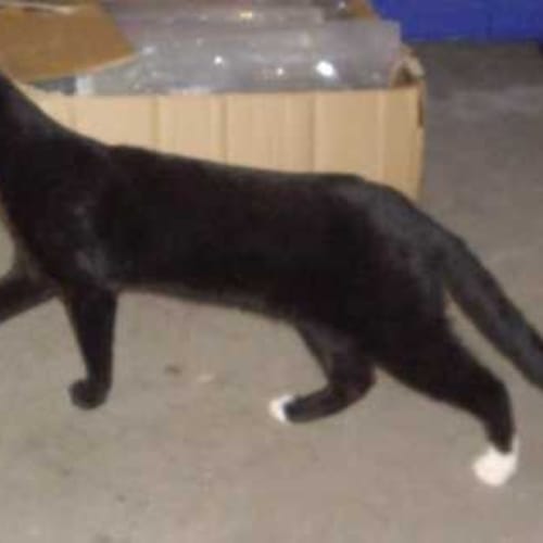 Sox ~ reduced adoption fee special!