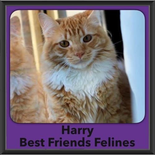 Harry 