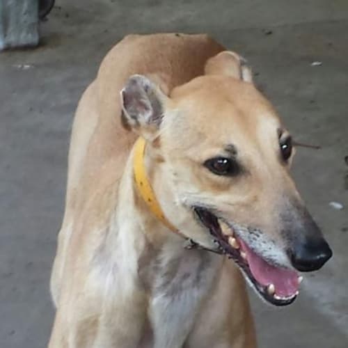 Woohoo "Wendy" (Cat Friendly)