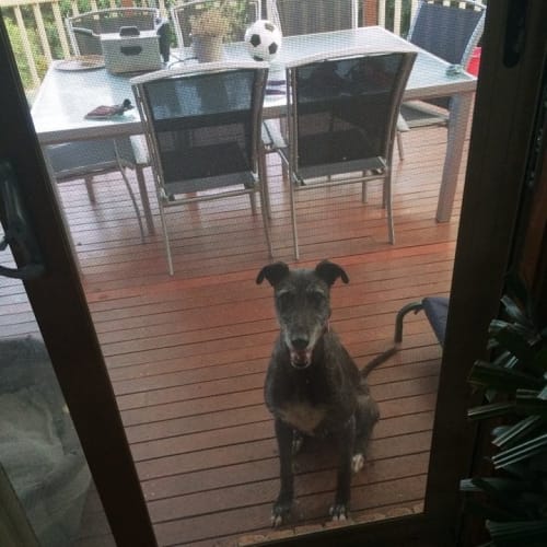 Maggie (Cat Friendly - Wolfhound Greyhound X)