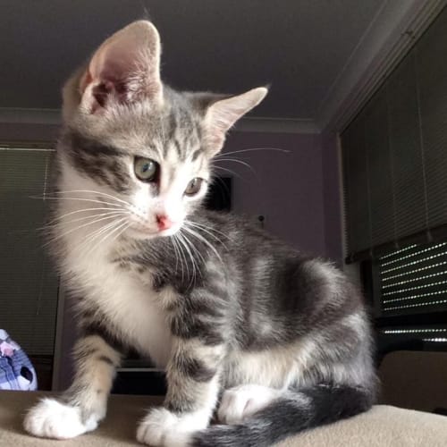 No photo for Grayson Purrfect Match