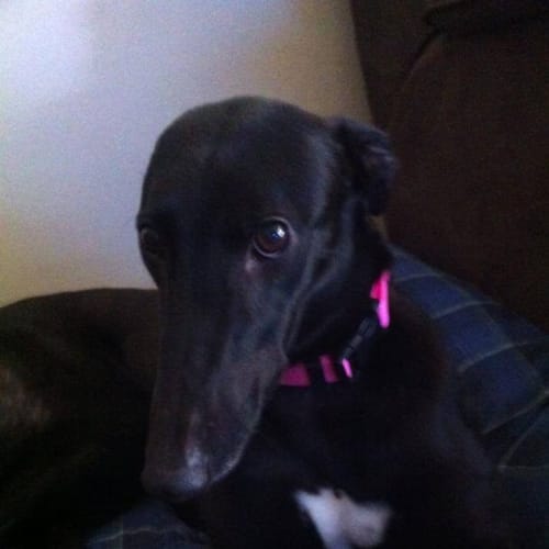 "Snoo" is for you! Cat friendly.  Melbourne based.