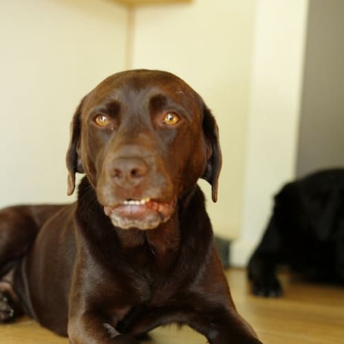 No photo for Henry   Beautiful Choc Lab