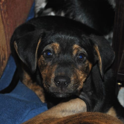 No photo for Kelpie X Pups