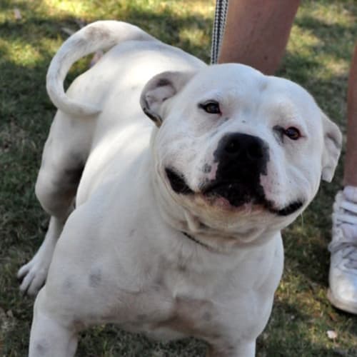 Tyson
