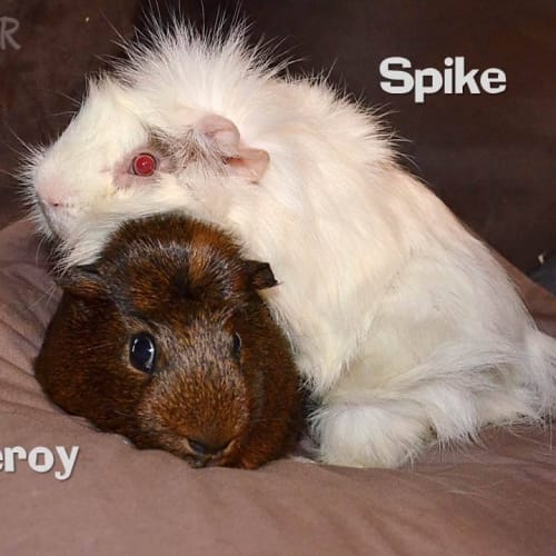 No photo for Leroy And Spike