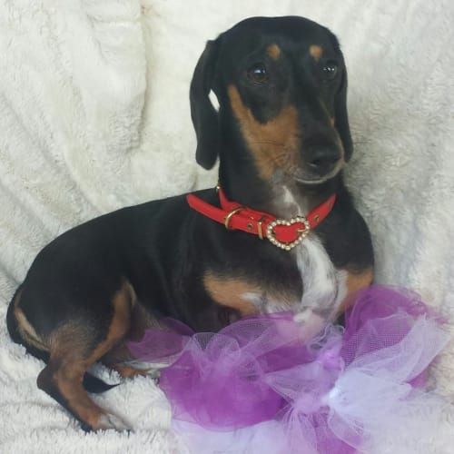 No photo for Penny