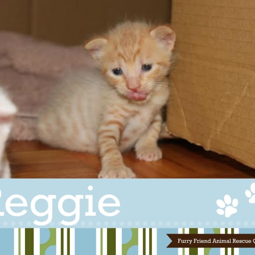 Reggie