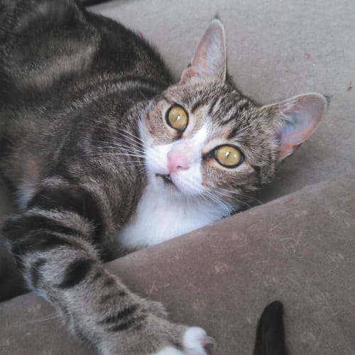 Mogwai