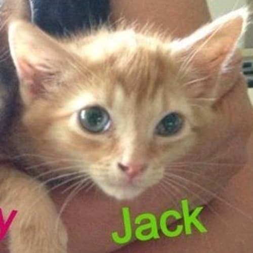 Jack (C975)