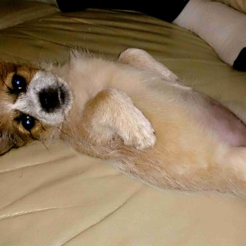 No photo for Rooney (Roo)