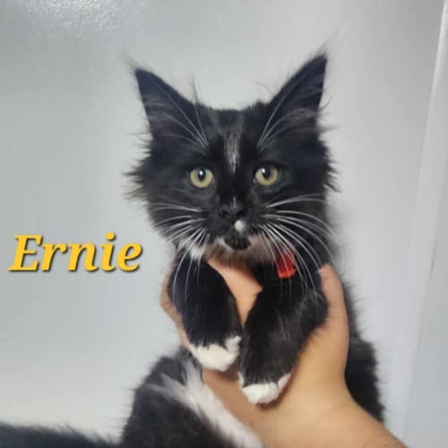 Ernie