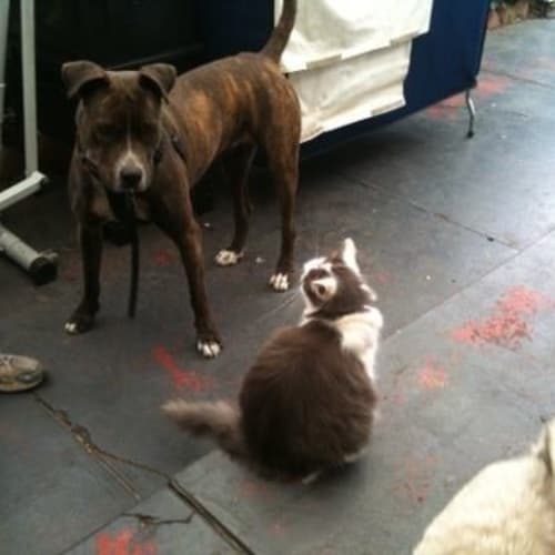 No photo for Gentle Loving Ms Lola Good W Kids Cats Paws