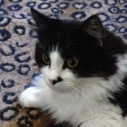 No photo for Marley (Located Ballarat Region)