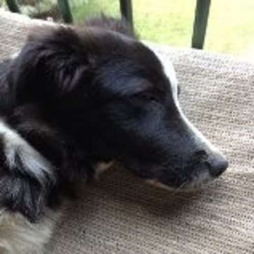 No photo for *Adopted* Murphy