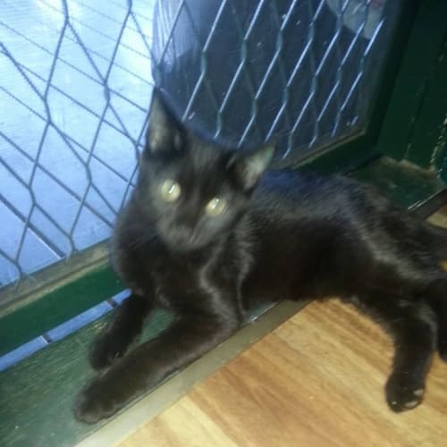 No photo for Salem