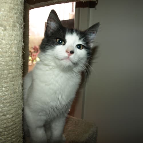 Cutie Adoption fee $65