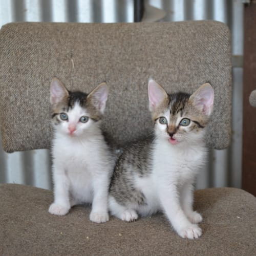 Flora & Fleur