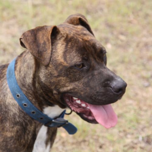 No photo for Digger   2 Year Old Staffy