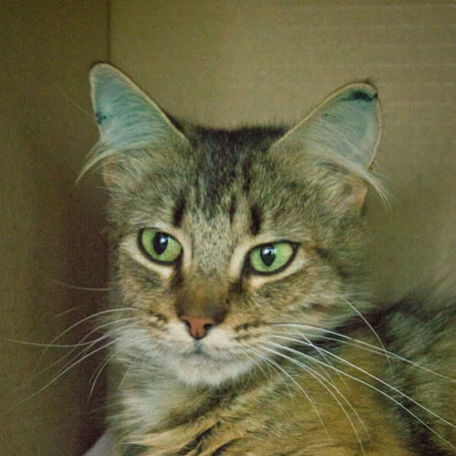 No photo for Mishka