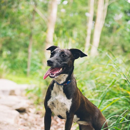 Coco Callie - Adoption Pending!